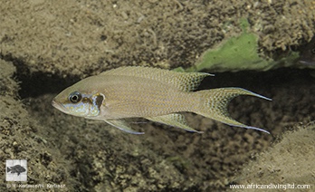 Neolamprologus brichardi 'Namlimba Point'